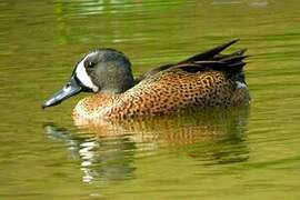 Blue-winged Teal