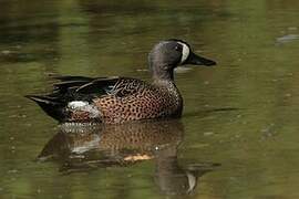 Blue-winged Teal