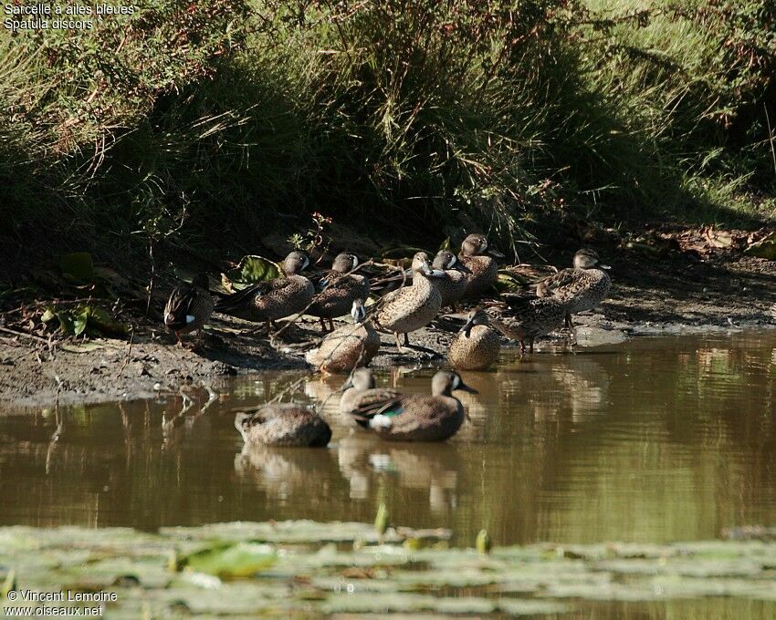 Blue-winged Teal