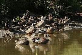 Blue-winged Teal