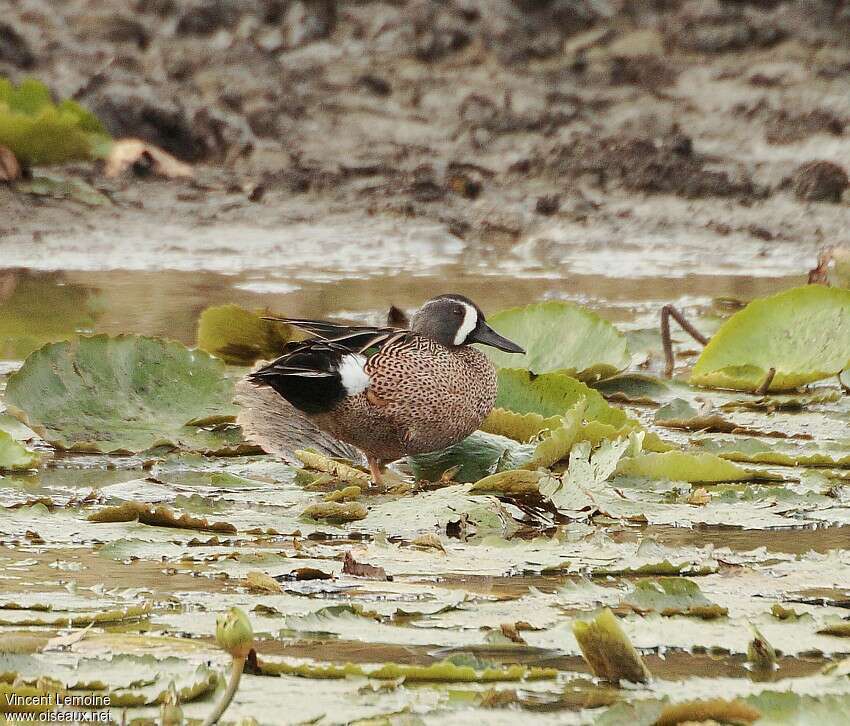 Sarcelle à ailes bleues mâle adulte nuptial, habitat, pigmentation