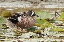 Blue-winged Teal