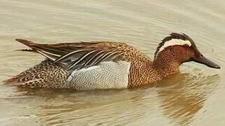 Garganey