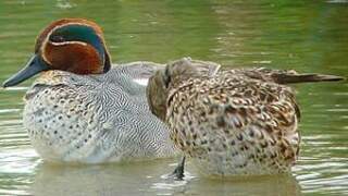 Eurasian Teal