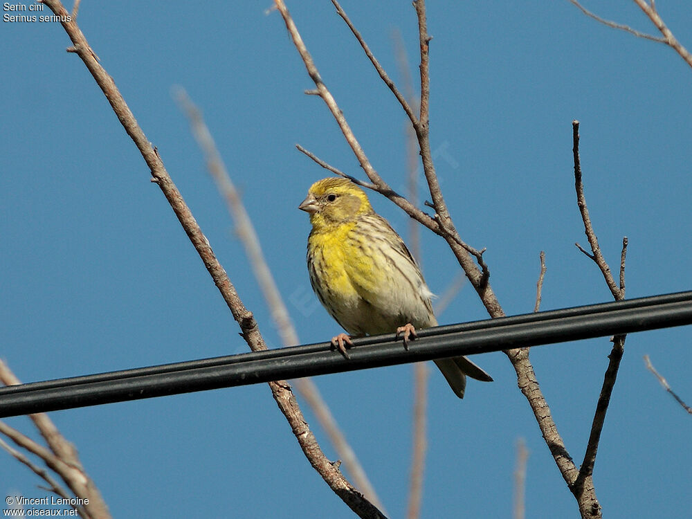 European Serin