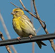 Serin cini