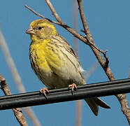 European Serin