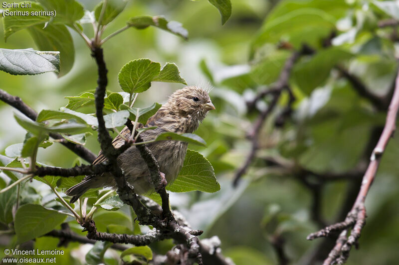 Serin cini1ère année