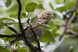 European Serin