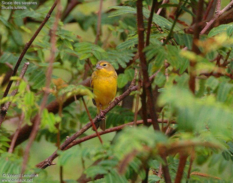 Grassland Yellow Finch