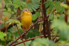 Grassland Yellow Finch