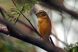 Grassland Yellow Finch