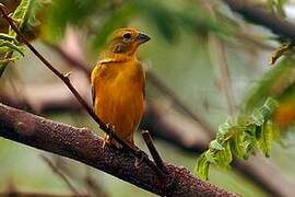 Grassland Yellow Finch