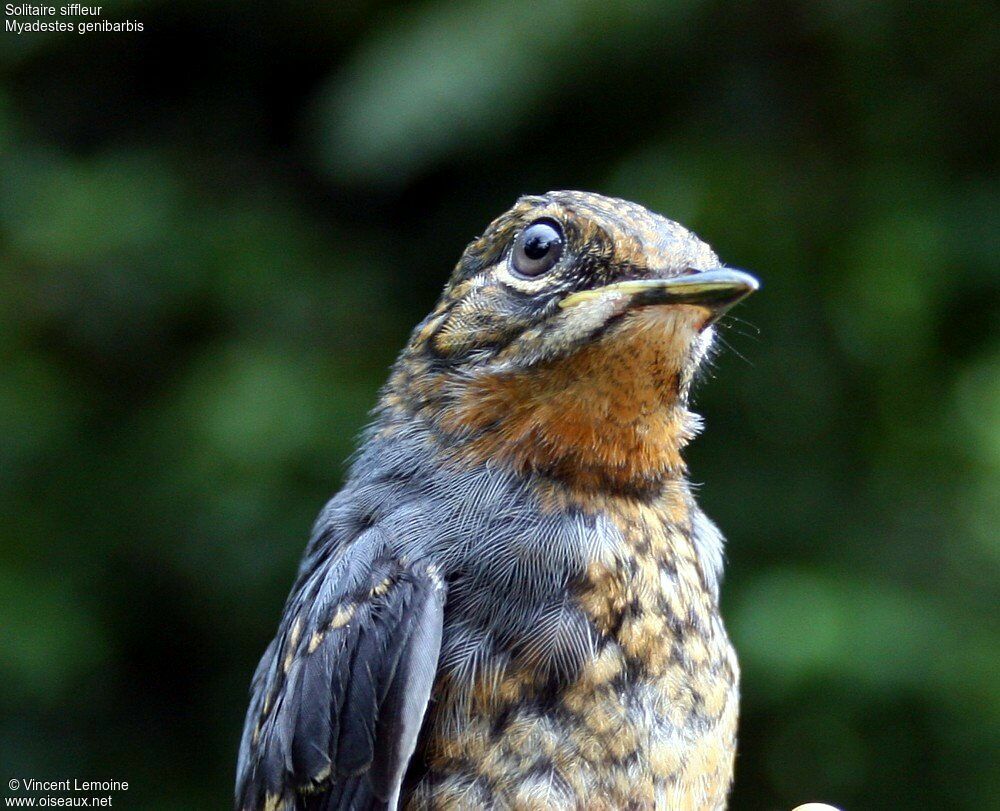 Rufous-throated SolitaireFirst year