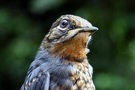 Rufous-throated Solitaire