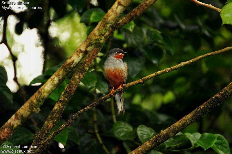 Rufous-throated Solitaireadult