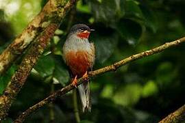 Rufous-throated Solitaire