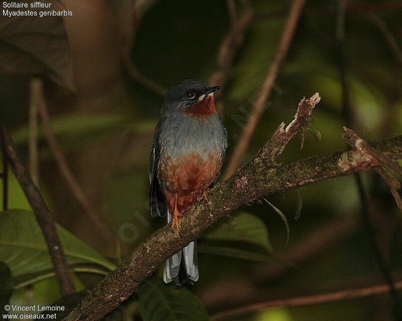 Rufous-throated Solitaireadult