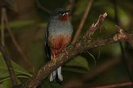 Rufous-throated Solitaire