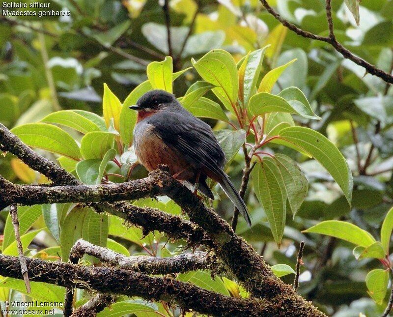 Rufous-throated Solitaire