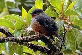 Rufous-throated Solitaire