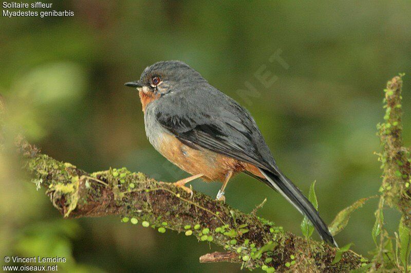 Rufous-throated Solitaireadult