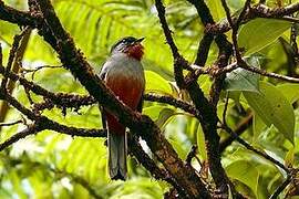 Rufous-throated Solitaire