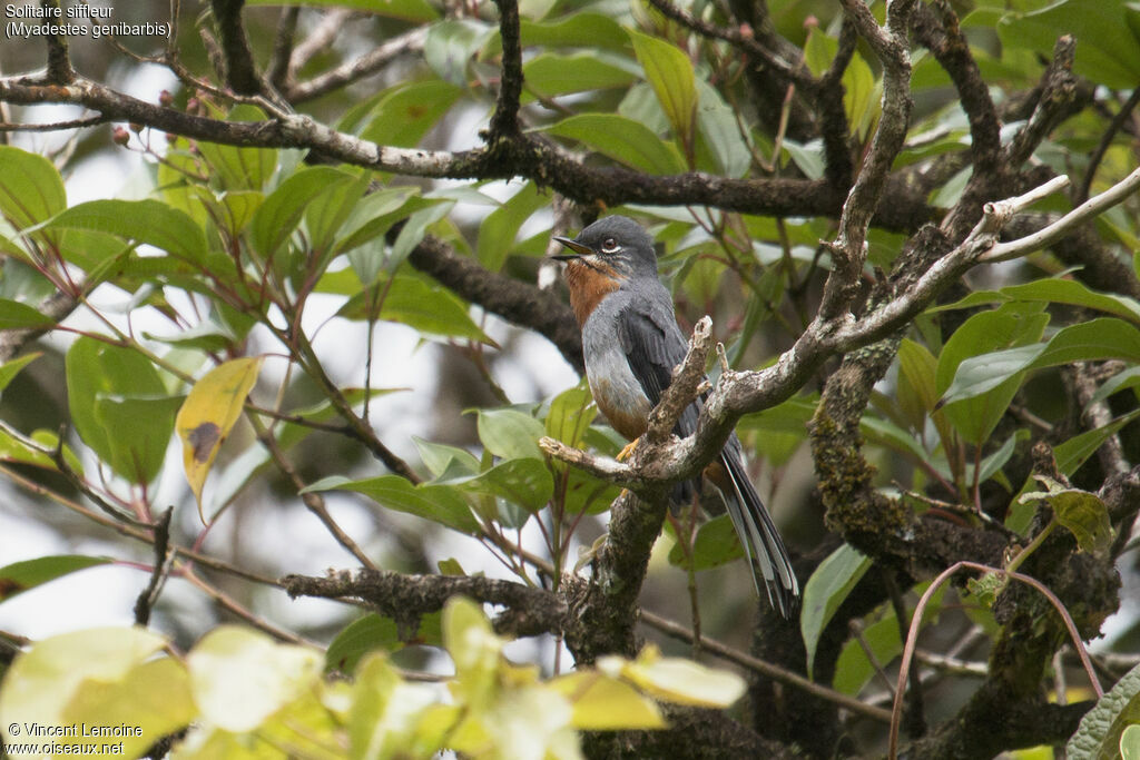 Rufous-throated Solitaireadult, close-up portrait, song