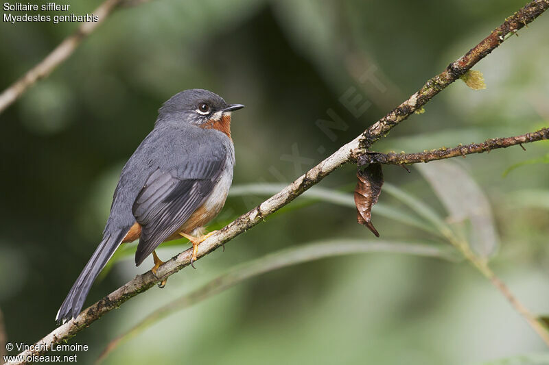 Rufous-throated Solitaireadult