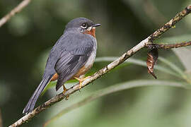 Rufous-throated Solitaire