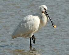 Eurasian Spoonbill