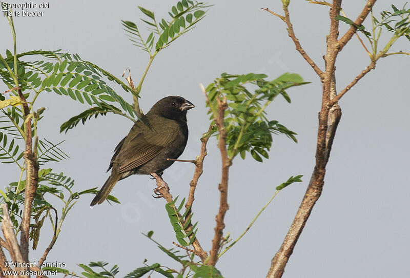 Black-faced Grassquit male adult