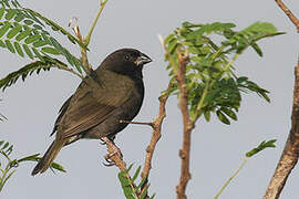 Black-faced Grassquit