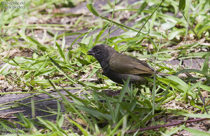 Black-faced Grassquit male adult