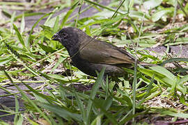 Black-faced Grassquit