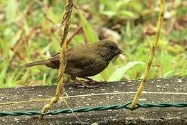 Black-faced Grassquit