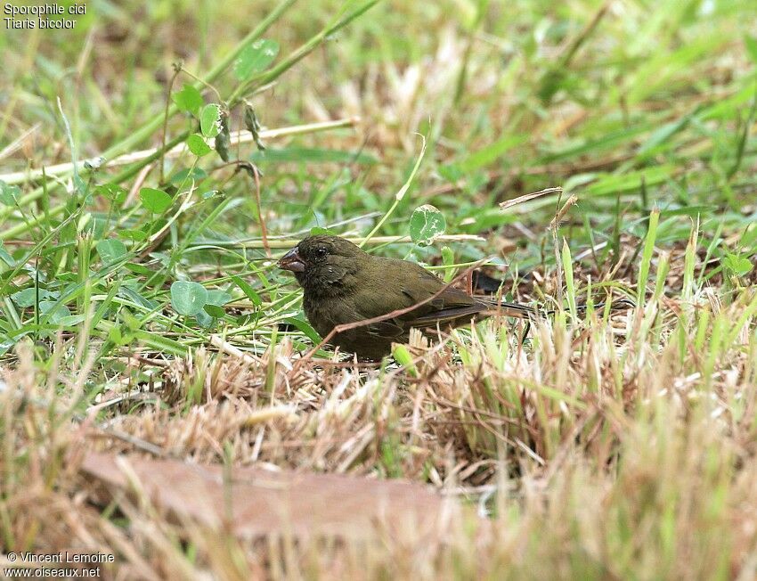 Black-faced Grassquit male subadult