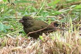 Black-faced Grassquit