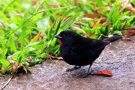 Lesser Antillean Bullfinch