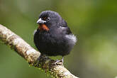 Sporophile rougegorge