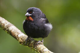 Lesser Antillean Bullfinch