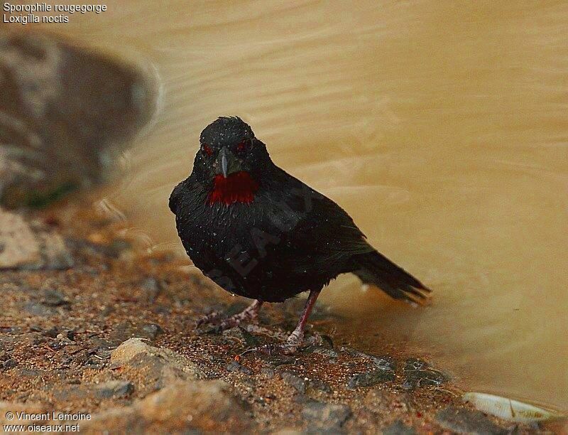 Lesser Antillean Bullfinch male adult