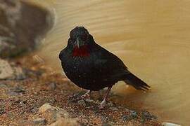 Lesser Antillean Bullfinch