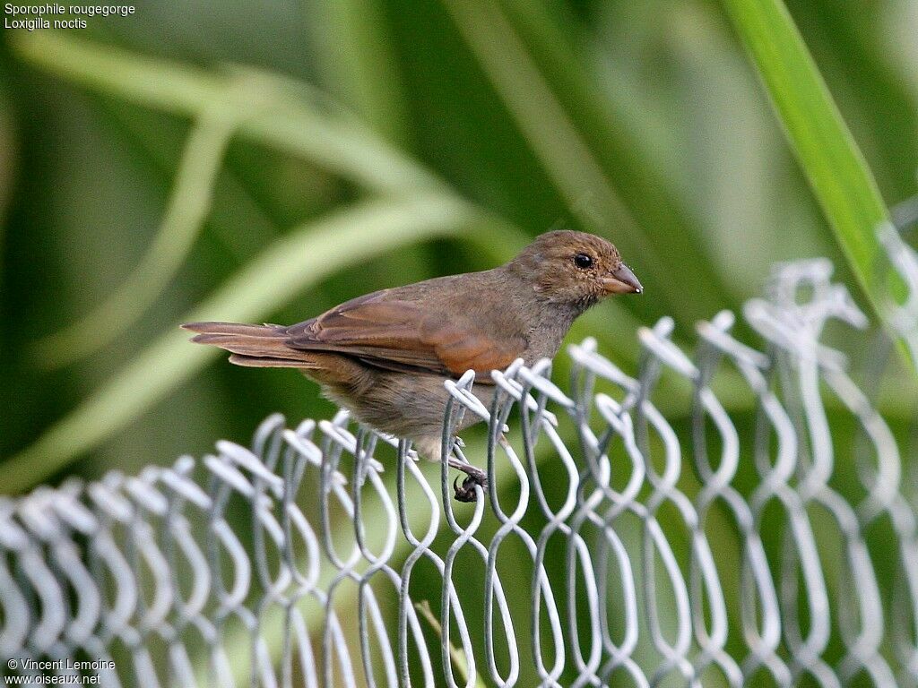 Sporophile rougegorge femelle adulte