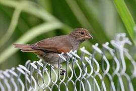 Lesser Antillean Bullfinch