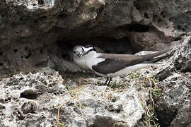 Bridled Tern