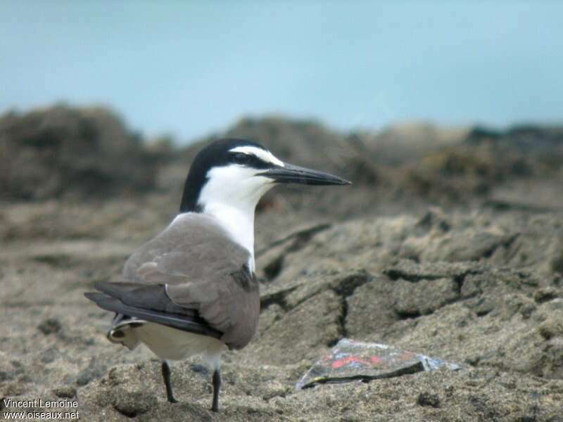 Bridled Ternadult breeding, identification