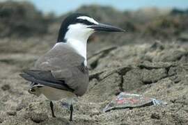 Bridled Tern