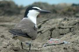 Bridled Tern