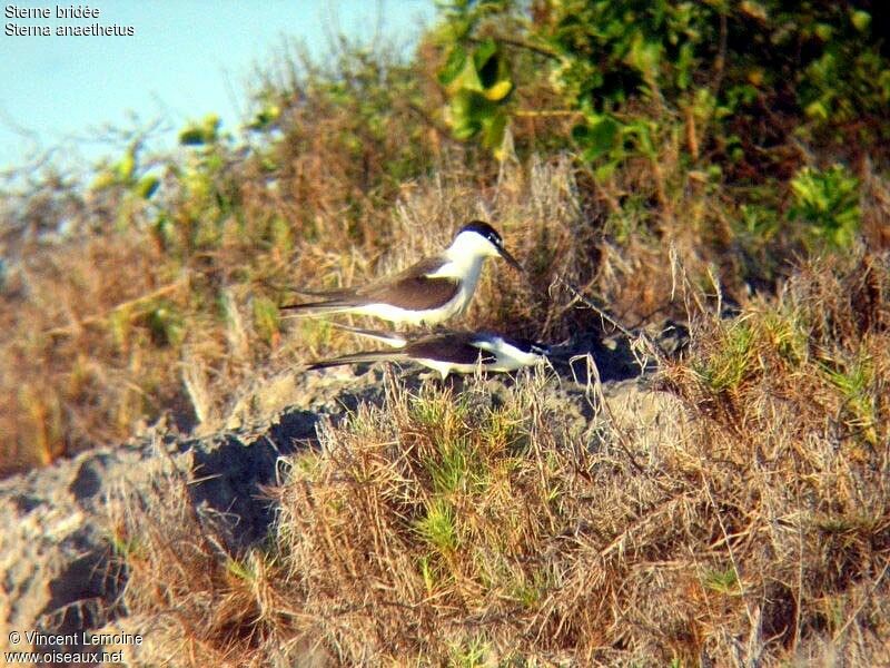 Bridled Ternadult breeding, mating.